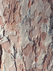 Red pine (Pinus resinosa)