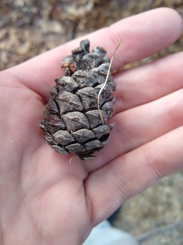 Red pine (Pinus resinosa)