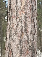 Red pine (Pinus resinosa)