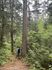 Red pine (Pinus resinosa)