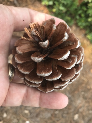 Pond pine (Pinus serotina)