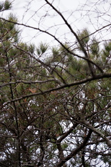 Pond pine (Pinus serotina)