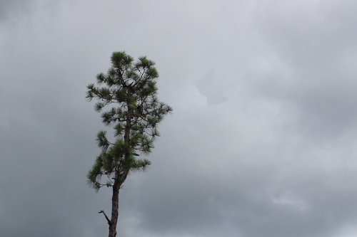 Pond pine (Pinus serotina)