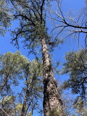 Pond pine (Pinus serotina)