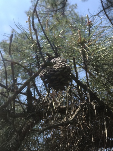 Pond pine (Pinus serotina)