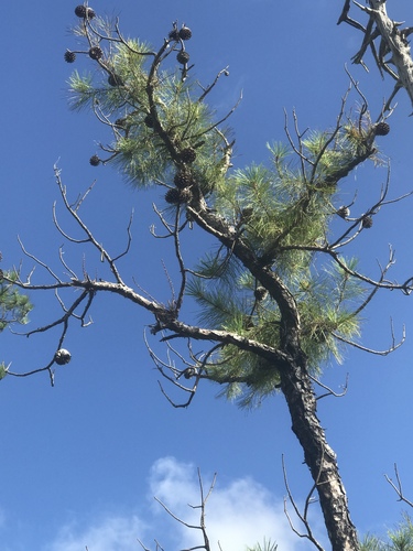 Pond pine (Pinus serotina)