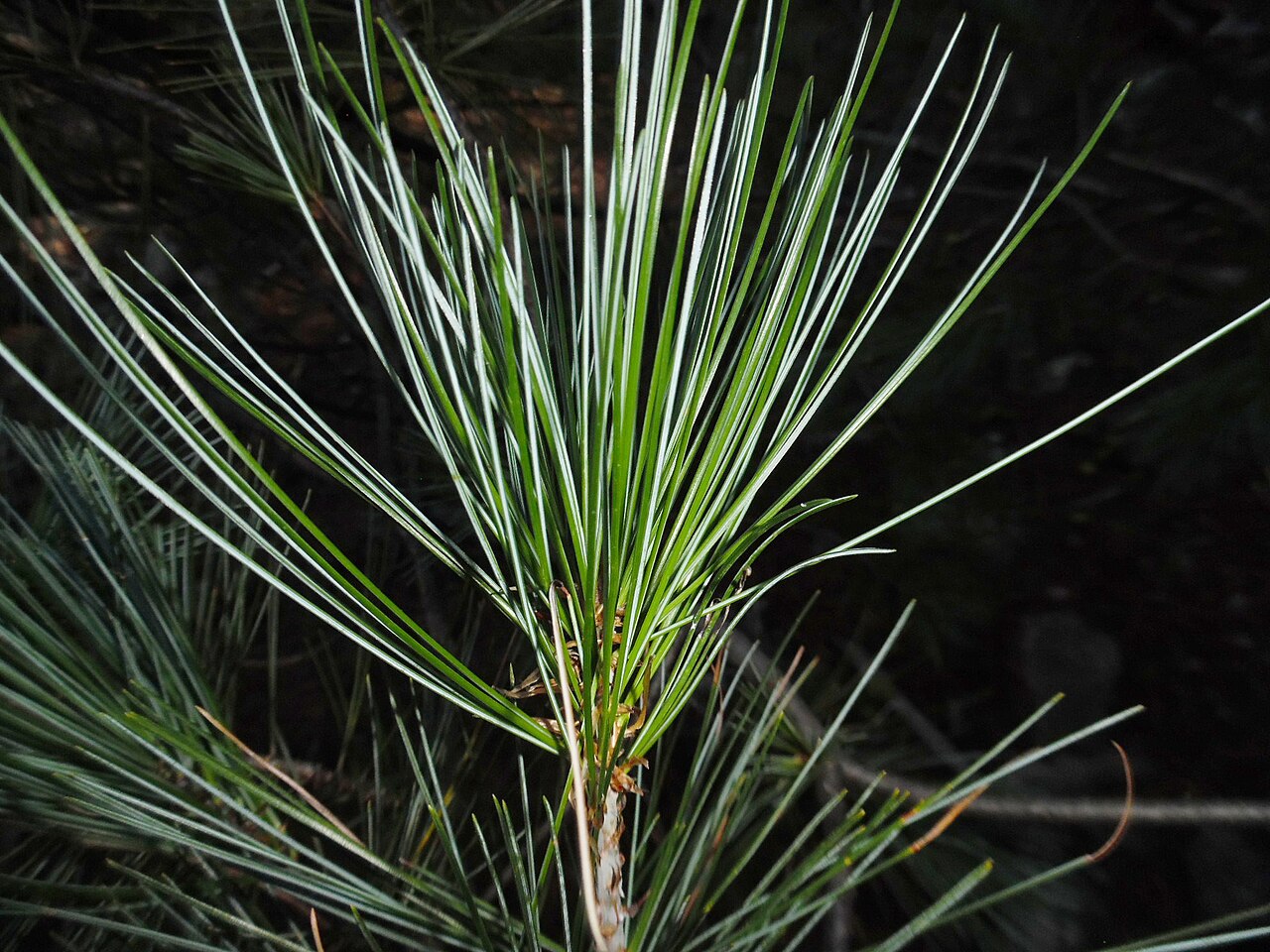 Chihuahua white pine: Pinus strobiformis , Guanaceví, Durango, Mexico.