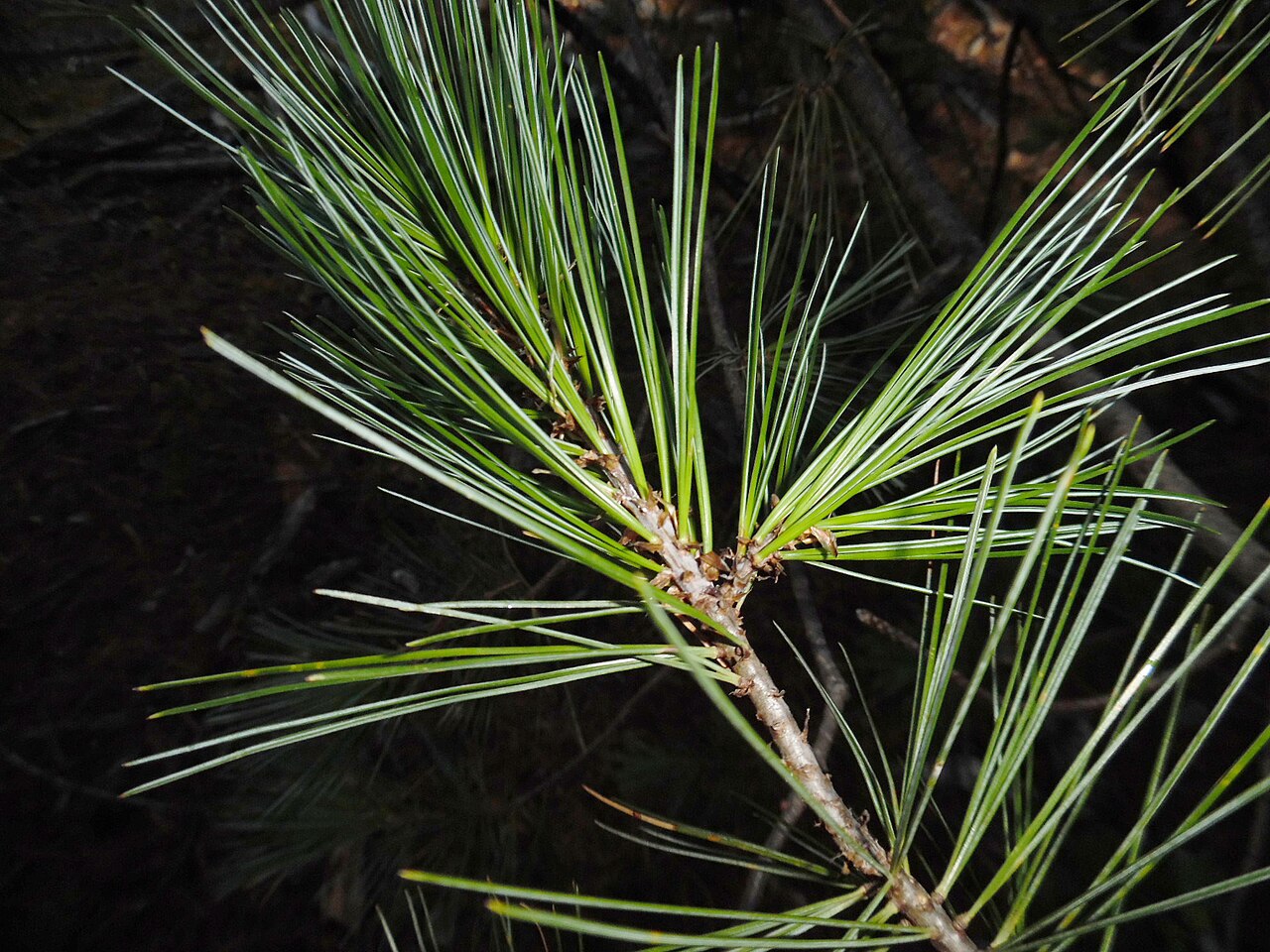 Chihuahua white pine: Pinus strobiformis , Guanaceví, Durango, Mexico.