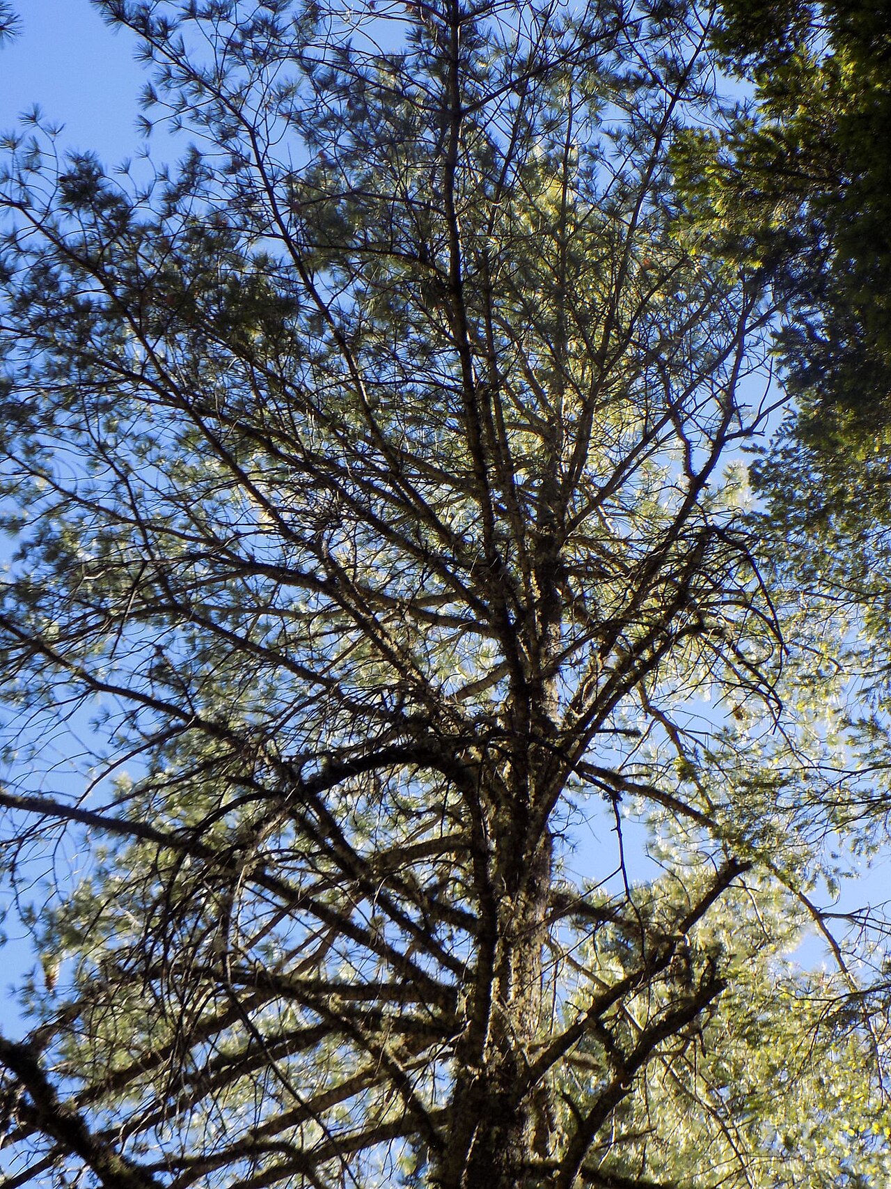 Chihuahua white pine: Pinus strobiformis , near Madera, Chihuahua, Mexico