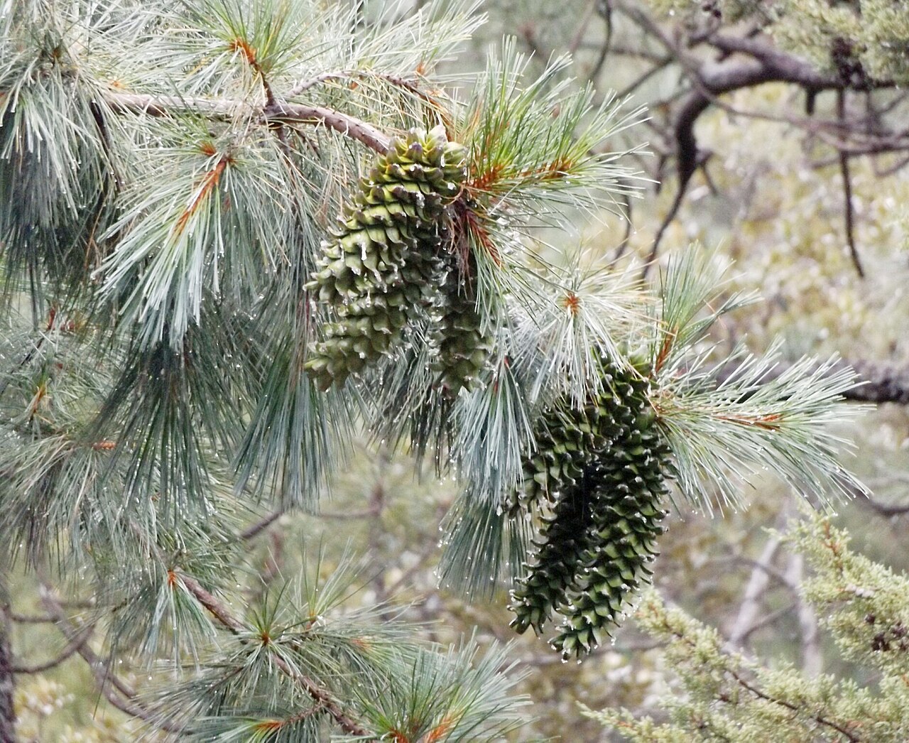 Chihuahua white pine: Pinus strobiformis , near Bolaños, Jalisco, Mexico