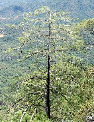 Chihuahua white pine: Pinus strobiformis , near Desmoronado, Jalisco, Mexico