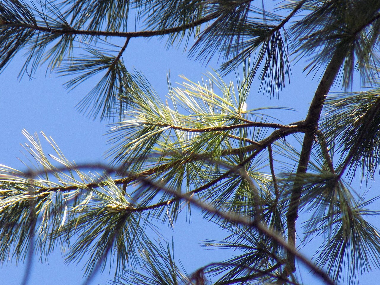Chihuahua white pine: Pinus strobiformis , near Madera, Chihuahua, Mexico
