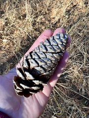 Loblolly pine (Pinus taeda)