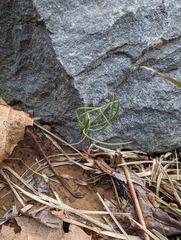 Loblolly pine (Pinus taeda)