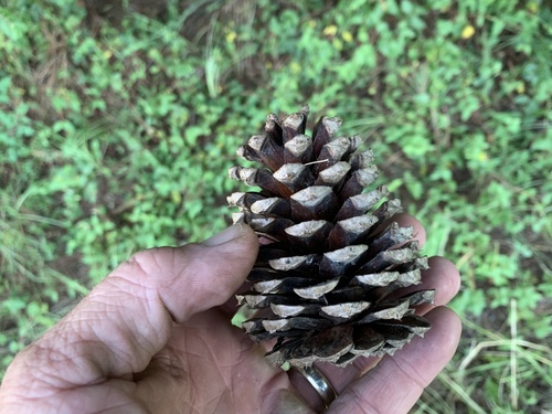 Loblolly pine (Pinus taeda)