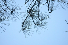 Loblolly pine (Pinus taeda)
