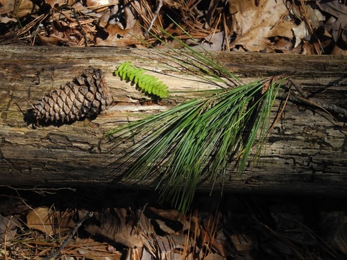Loblolly pine (Pinus taeda)