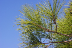 Loblolly pine (Pinus taeda)