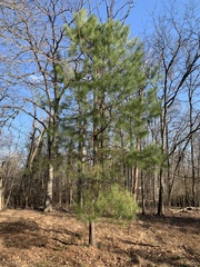 Loblolly pine (Pinus taeda)