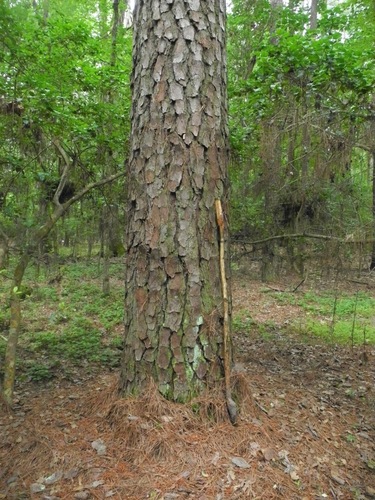 Loblolly pine (Pinus taeda)