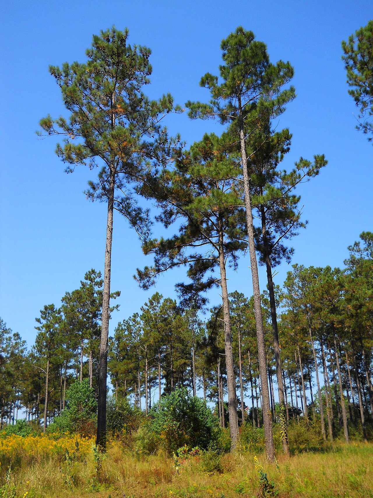 Loblolly pine: Characteristic appearance of boles and crowns for loblolly pines ( Pinus taeda ) growing in south Mississippi, USA.
