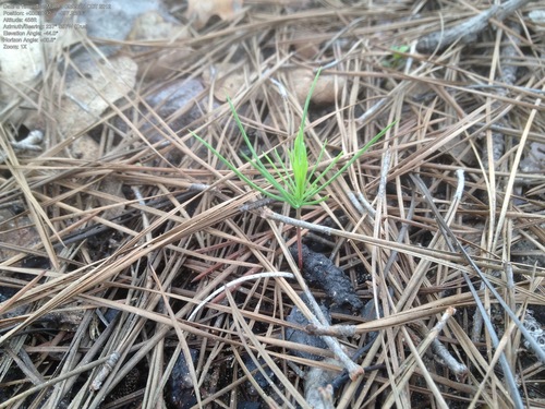 Loblolly pine (Pinus taeda)