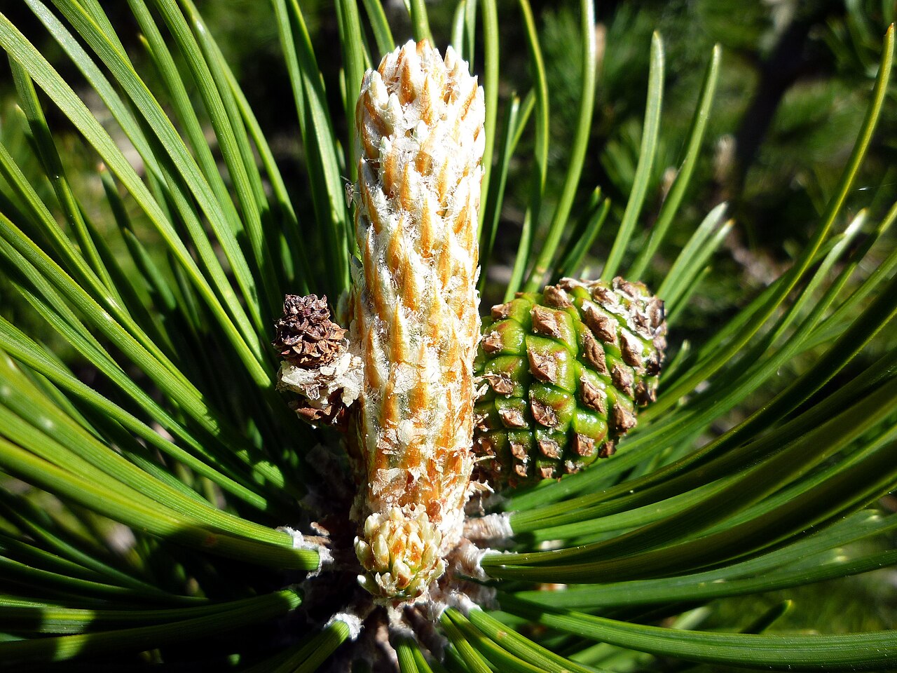 Mountain pine: Pinus mugo . In Cabdella