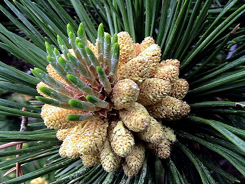 Mountain pine: Pinus mugo . In la Bòfia, la Coma i la Pedra (Solsonès - Catalunya). To 2.060 m. altitude