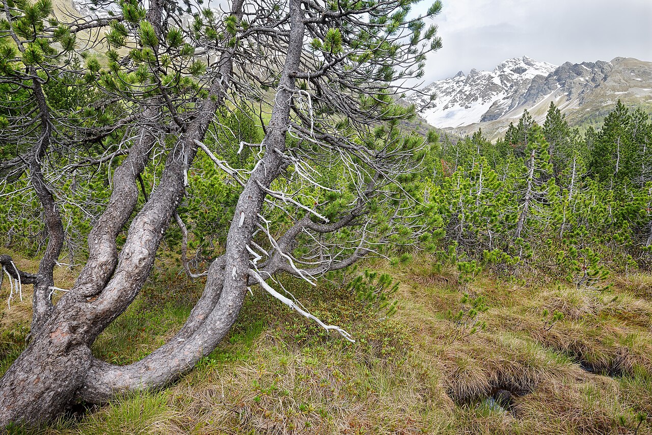 Mountain pine: rifugio Falk ( Q49960730 )