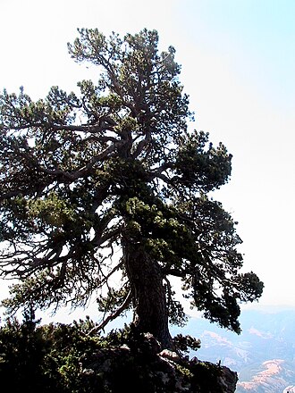Mountain pine: Pinus mugo . In la Bòfia, Odèn (Solsonès - Catalunya). To 1.980 m. altitude