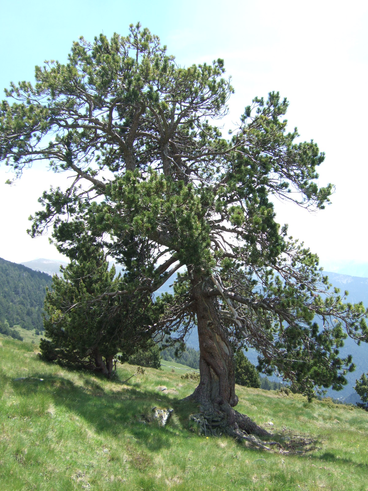 Mountain pine: Pinus uncinata Pinus uncinata