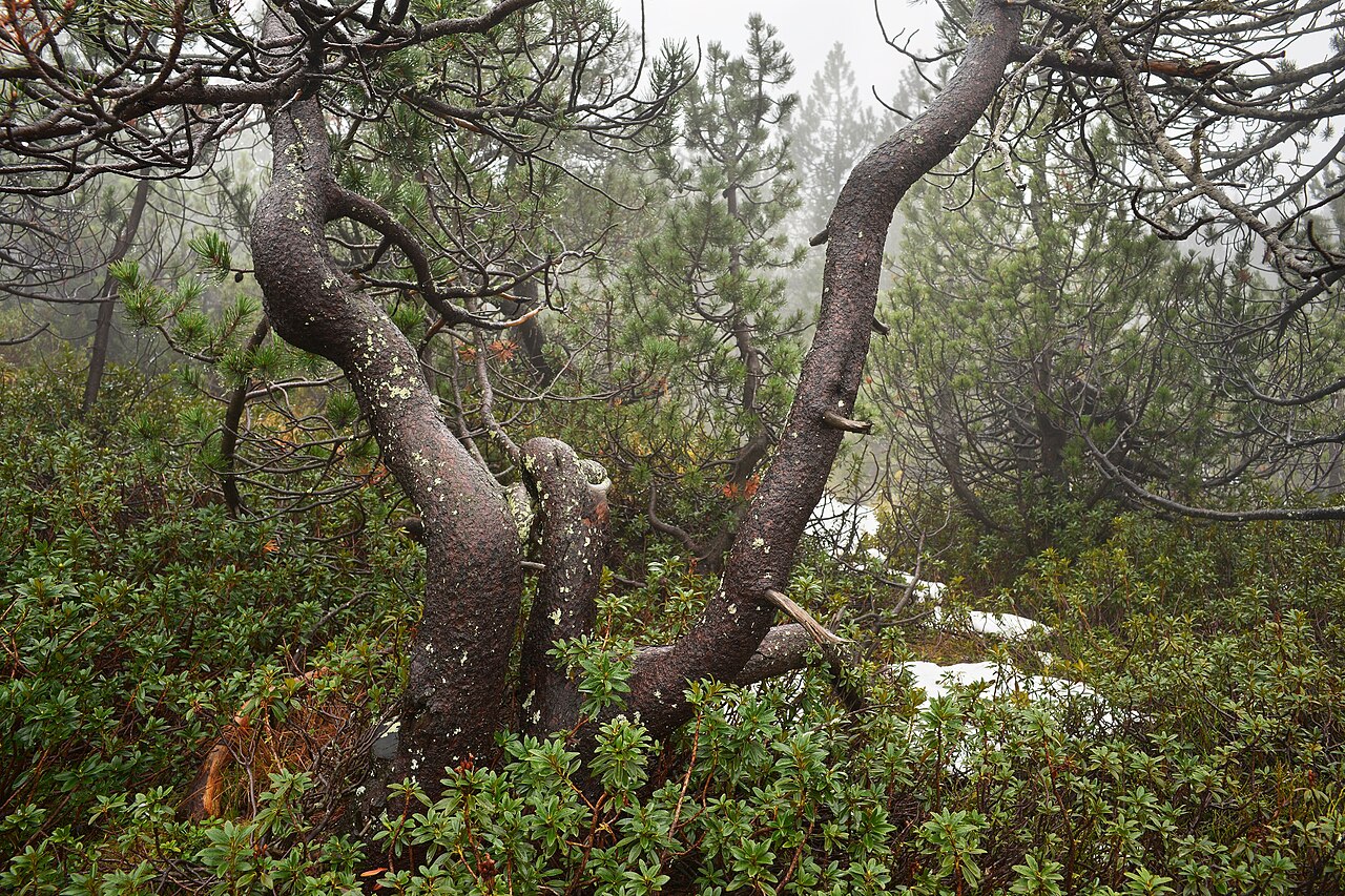 Mountain pine: rifugio Falk ( Q49960730 )