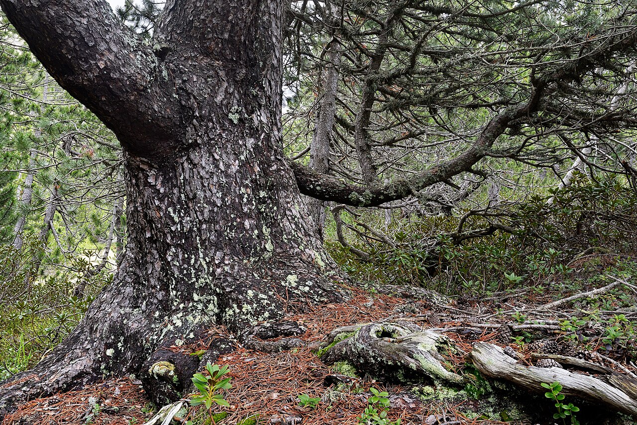 Mountain pine: rifugio Falk ( Q49960730 )