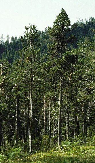 Mountain pine: Spirke ( Pinus mugo subsp. uncinata ), Kieferngewächse (Pinaceae) - Österreich/Austria/Autriche: Tirol, Fernpass, Affrigal