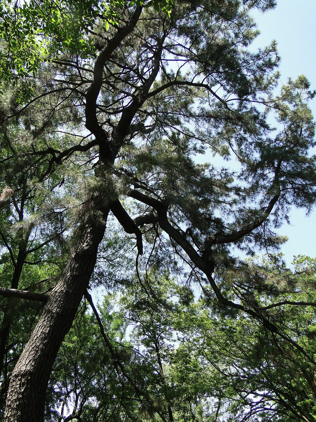 Pinus × densithunbergii: アイグロマツ