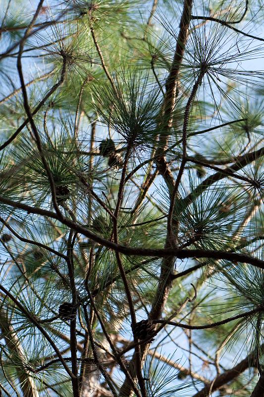 Yunnan pine: Pinus yunnanensis foliage and cones, Stone Forest, Yunnan, China