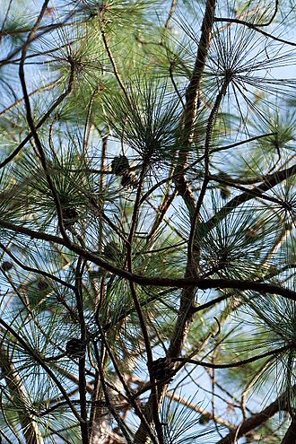 Yunnan pine: Pinus yunnanensis foliage and cones, Stone Forest, Yunnan, China