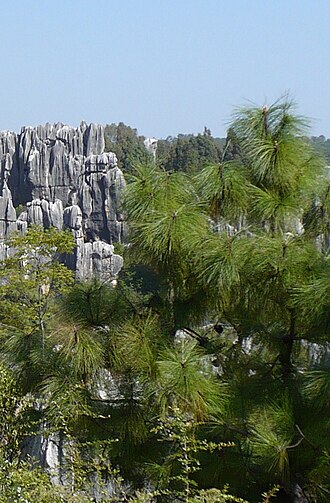 Yunnan pine: Pinus yunnanensis , Stone Forest, Kunming, Yunnan, China.