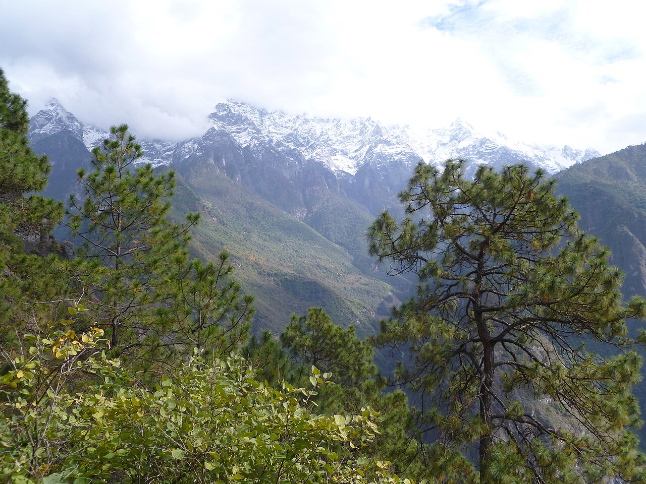 Yunnan pine: Yulongxueshan (Jade Dragon Snow Mountain), Yunnan, with Pinus yunnanensis in foreground. Photo Credit: Carrie Ashendel.