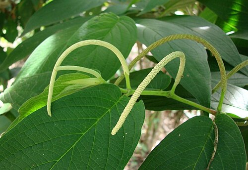 Higuillo de hoja menuda: Piper aduncum - PIPERACEAE - Parque Vivencial II - Lago Norte - Distrito Federal - Brasil.