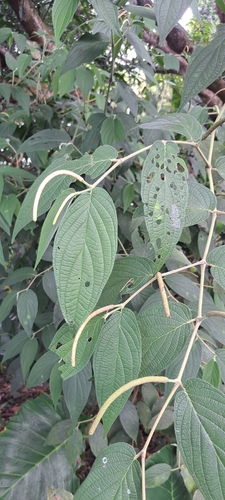 Higuillo de hoja menuda (Piper aduncum)