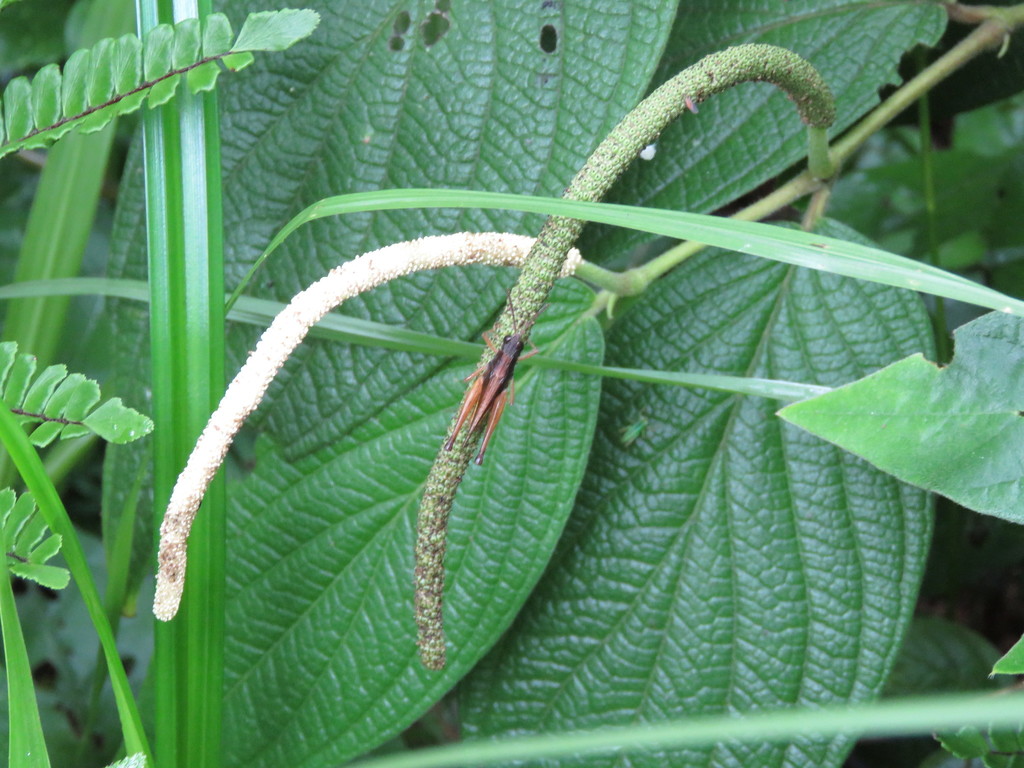 Higuillo de hoja menuda (Piper aduncum)