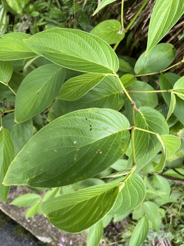 Higuillo de hoja menuda (Piper aduncum)