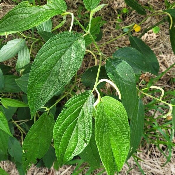 Higuillo de hoja menuda (Piper aduncum)