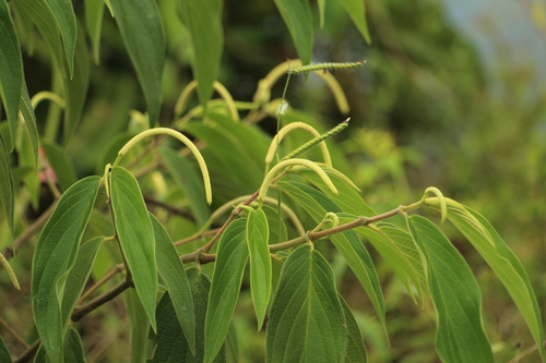 Higuillo de hoja menuda (Piper aduncum)