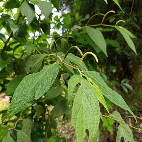 Higuillo de hoja menuda (Piper aduncum)