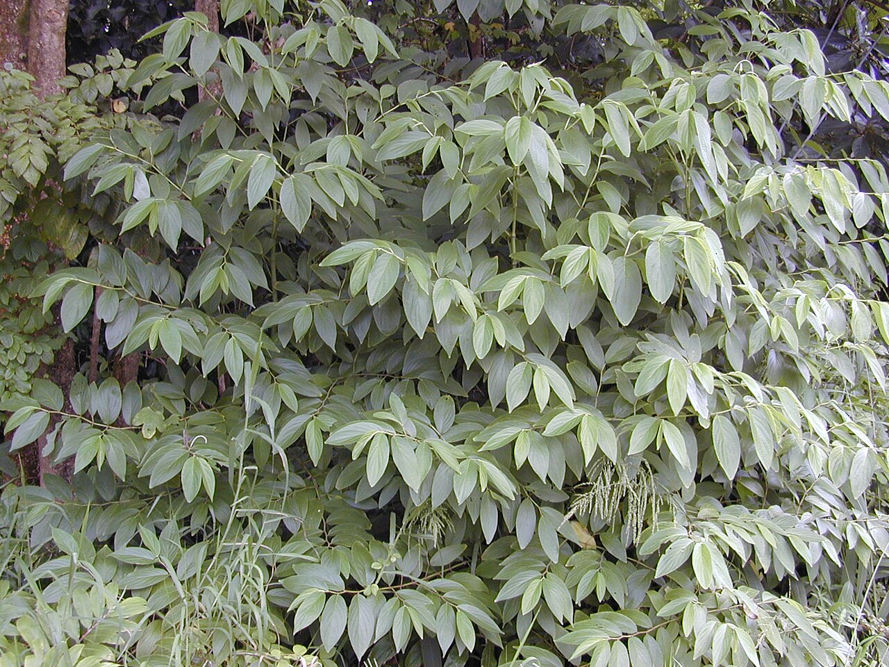 Higuillo de hoja menuda: Piper aduncum (leaves). Location: Maui, Nahiku