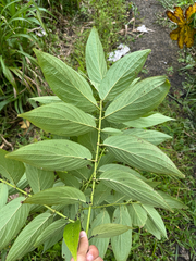 Higuillo de hoja menuda (Piper aduncum)