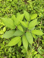 Higuillo de hoja menuda (Piper aduncum)