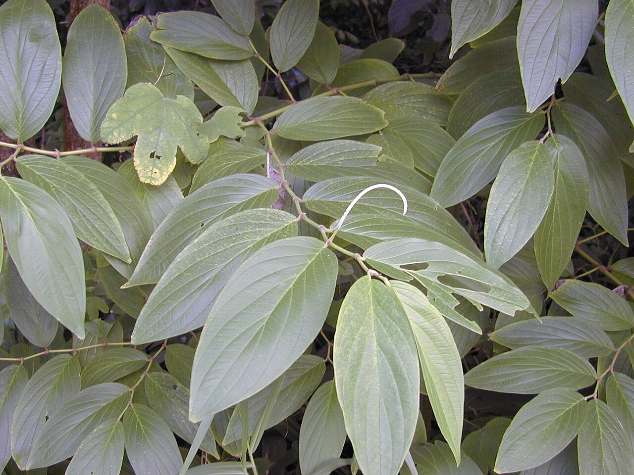 Higuillo de hoja menuda: Piper aduncum (leaves and inflorescence). Location: Maui, Nahiku
